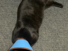 -宠福鑫24h动物医院