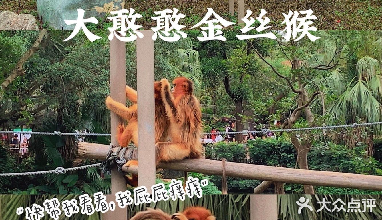 深圳|假日出游·野生动物园里的憨憨们在等你👋🏻