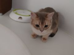 -琪喵猫屋·撸猫猫咖·猫舍
