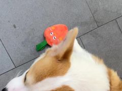 -联合动物医院(光谷诊疗中心)