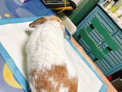 -严国平动物医院(德政总院)