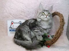 -十年猫舍·猫咪专门店(普陀店)