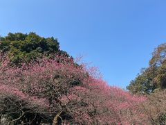 -杭州植物园