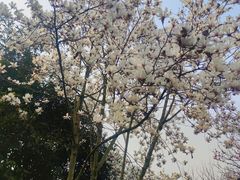 -龙头寺公园