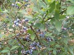 -金谷域澳洲庄园