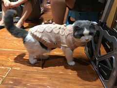 -爱宠屋pet shop·宠物洗澡·宠物美容