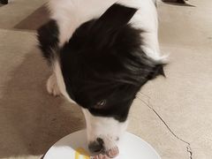 -百好乐宠物友好餐厅(朝外大街店)