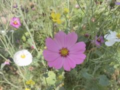 -光明小镇欢乐田园