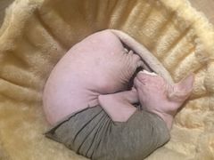 -猫爷宠物生活馆·撸猫馆