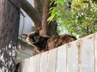 在墙头看着就是不下来，我们只要把猫粮倒下它看见的地方
