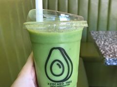 -油梨树AVOCADO TREE(顺义新国展店)