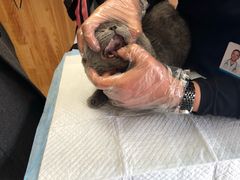 -纳吉亚猫专科动物医院博雅分院