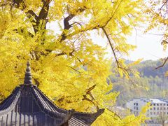 -千年银杏谷文化旅游区