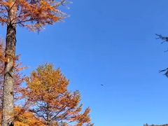 -星巴克臻选(上海长风大悦城店)