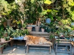 -自由生长植物工作室(深港花卉中心店)
