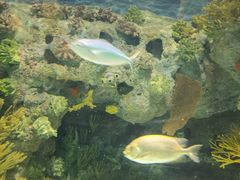 -上海海洋水族馆