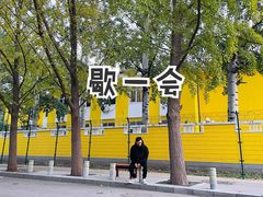 -三里屯东五街银杏大道
