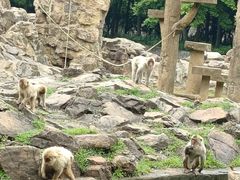 -合肥野生动物园