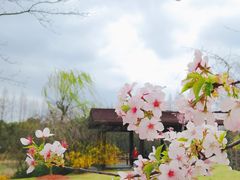 -顾村公园
