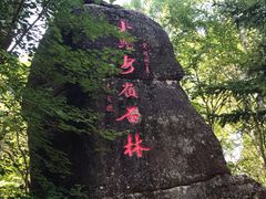-汤旺河林海奇石景区