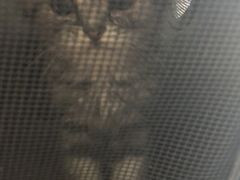 -喵zoo家庭繁育猫舍(尖东智能花园店)