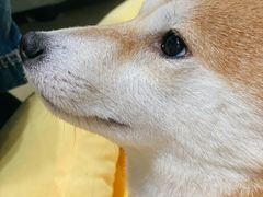 -逗柴咖啡屋·狗咖猫咖宠物桌游