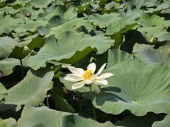 -大湾区中央湿地公园