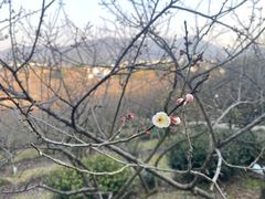 -香雪海
