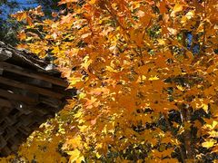 -五营红松林海景区