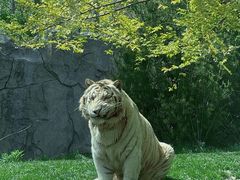 -北京野生动物园