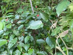 -心无尘茶餐馆(径山村店)