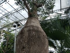-北京植物园-展览温室