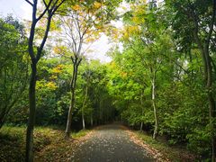 -上海海湾国家森林公园