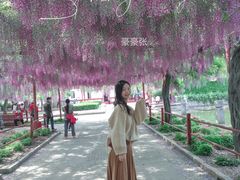 -嘉定紫藤园
