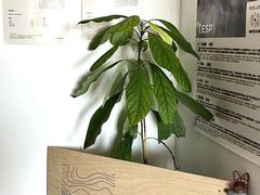 -纽巷咖啡 SOFTFOCUS COFFEE(锦和巴黎时韵店)