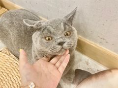 -飞行喵MR PILOT|猫舍·猫咖(静安大融城店)