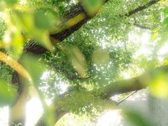 -湖北美术学院(昙华林校区)