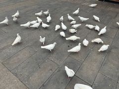 -天津妈祖文化园