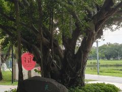 -万绿园