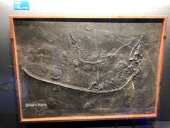 -国家自然博物馆