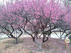 -济南国际园博园