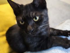 -瑞派福兴宠物医院犬猫全科·骨科·中西医结合(河东店)