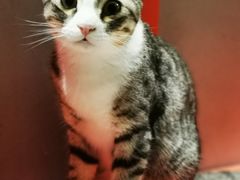 -more than meow吴止猫主题餐厅(承德 中船汇店)