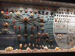 -贝林大翅鲸简餐厅(国家海洋博物馆店)