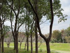 -上海海湾国家森林公园