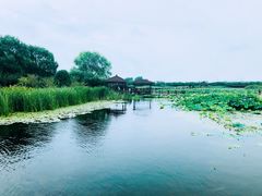 -荷塘月色湿地公园·向阳花洲