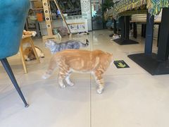 -平行世界·猫咖(首经贸店)