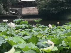 -杭州西子湖四季酒店-WL BISTRO西湖餐厅(灵隐路店)