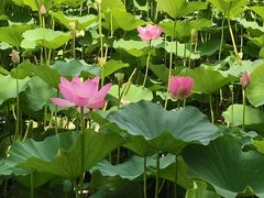 -保定东湖公园(莲池区)