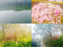 -铁山坪森林公园